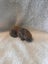 Purebred Mini Lop baby rabbits Carousel 4