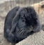 Purebred Mini Lop baby rabbits Carousel 9