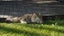 Beautiful 2-Year-Old Persian Chinchilla Female Cat – Loving Home Wanted Carousel 3