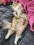 Beautiful 2-Year-Old Persian Chinchilla Female Cat – Loving Home Wanted Carousel 6