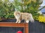 Beautiful 2-Year-Old Persian Chinchilla Female Cat – Loving Home Wanted Carousel 5
