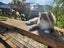 Beautiful 2-Year-Old Persian Chinchilla Female Cat – Loving Home Wanted Carousel 7