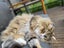 Beautiful 2-Year-Old Persian Chinchilla Female Cat – Loving Home Wanted Carousel 8