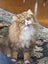 Beautiful 2-Year-Old Persian Chinchilla Female Cat – Loving Home Wanted Carousel 4
