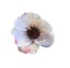 Loading Image 1 of 1
