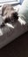 Two Beautiful Girl Cats Carousel 3