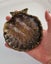Trinket Tray/Soap dish - Shell - Glossy/black gold Carousel 3