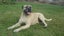 4 year old Bull mastiff Cross Free to good home. Carousel 1