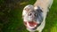 4 year old Bull mastiff Cross Free to good home. Carousel 3