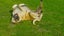 4 year old Bull mastiff Cross Free to good home. Carousel 4
