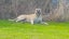 4 year old Bull mastiff Cross Free to good home. Carousel 5