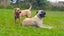 4 year old Bull mastiff Cross Free to good home. Carousel 6