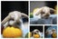 very cute Pure Bred mini Lops Carousel 1