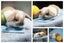 very cute Pure Bred mini Lops Carousel 3