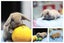 very cute Pure Bred mini Lops Carousel 4