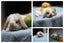 very cute Pure Bred mini Lops Carousel 5