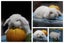 very cute Pure Bred mini Lops Carousel 6