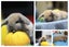 very cute Pure Bred mini Lops Carousel 7