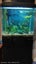 Aquarium Carousel 3