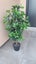 AS NEW! Artificial decor tree in pot. Entrance? Show room? Carousel 2