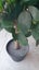 AS NEW! Artificial decor tree in pot. Entrance? Show room? Carousel 5