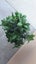 AS NEW! Artificial decor tree in pot. Entrance? Show room? Carousel 6
