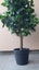 AS NEW! Artificial decor tree in pot. Entrance? Show room? Carousel 4