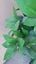 AS NEW! Artificial decor tree in pot. Entrance? Show room? Carousel 7