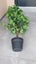 AS NEW! Artificial decor tree in pot. Entrance? Show room? Carousel 8