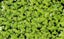 Duckweeds--Great Food Source Carousel 1