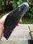 Greenstone Douglas creek Good Quality carving block $1 reserve MAY DEALS Carousel 2