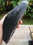 Greenstone Douglas creek Good Quality carving block $1 reserve MAY DEALS Carousel 3