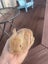 Minilop Bunnies Carousel 4