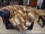 New Single Dark Brown Real NZ Possum Full Fur Throw - No Reserve! - B6356 Carousel 1
