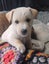 WESTIE X PARSON MIX Carousel 3