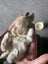 Minilop Bunnies Carousel 5