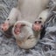 WESTIE X PARSON MIX Carousel 5