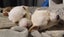 WESTIE X PARSON MIX Carousel 10