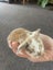 Minilop Bunnies Carousel 6