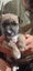 WESTIE X PARSON MIX Carousel 11