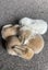 Minilop Bunnies Carousel 10