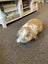 Minilop Bunnies Carousel 13