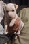 WESTIE X PARSON MIX Carousel 12