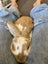 Minilop Bunnies Carousel 14