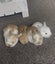 Minilop Bunnies Carousel 1