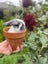 Pure Bred Mini Lop Kits Carousel 4