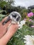 Pure Bred Mini Lop Kits Carousel 5