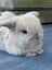 Pure Bred Mini Lop Kits Carousel 1