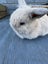 Pure Bred Mini Lop Kits Carousel 3