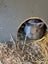 Pure Bred Mini Lop Kits Carousel 6